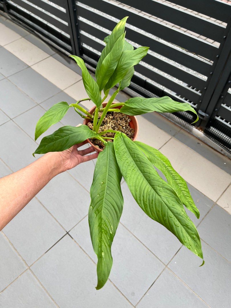 rhaphidophora angustata, Furniture & Home Living, Gardening, Plants