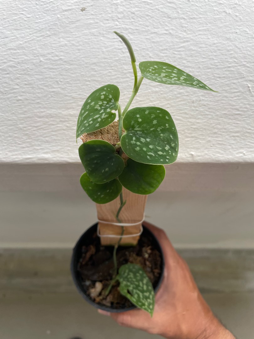 Scindapsus Snake Scale Plant, Furniture & Home Living, Gardening