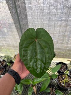 (Category: ) located in . Submitted by foliageoverdose (Listing ID 1199107328, Image 1). Description: .