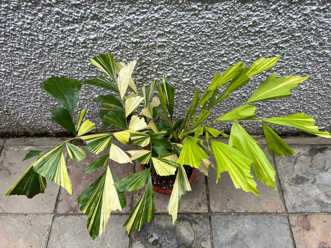 Caryota Mitis variegated large, Furniture & Home Living, Gardening