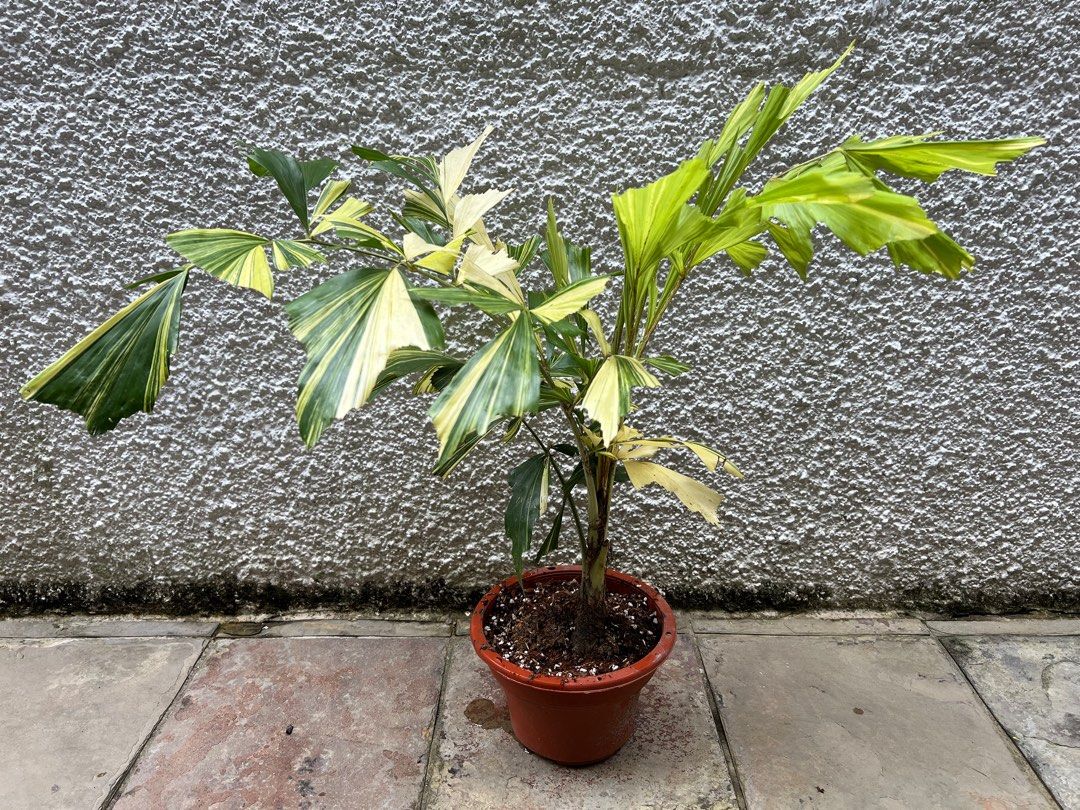 Caryota Mitis variegated large, Furniture & Home Living, Gardening