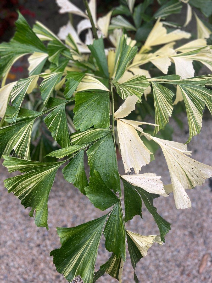 Caryota Mitis variegated large, Furniture & Home Living, Gardening