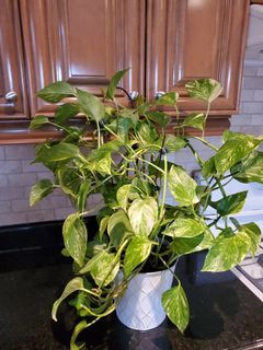 Money plant green leaves color indoor