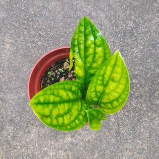 (Category: ) located in . Submitted by isellplants (Listing ID 1199169438, Image 1). Description: .