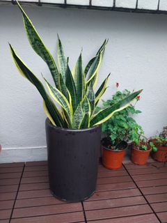 （分類：）位於 。 由 Susana 提交（商品編號 1199071160，圖片 1）。簡介： 。
