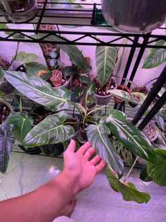 (Category: ) located in . Submitted by p_for_plantdetta (Listing ID 1199142517, Image 1). Description: .