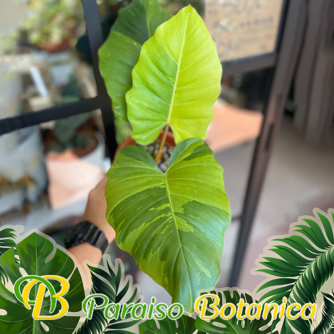 Philodendron Jungle Fever Variegata, Furniture & Home Living, Gardening