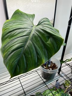 Philodendron SP