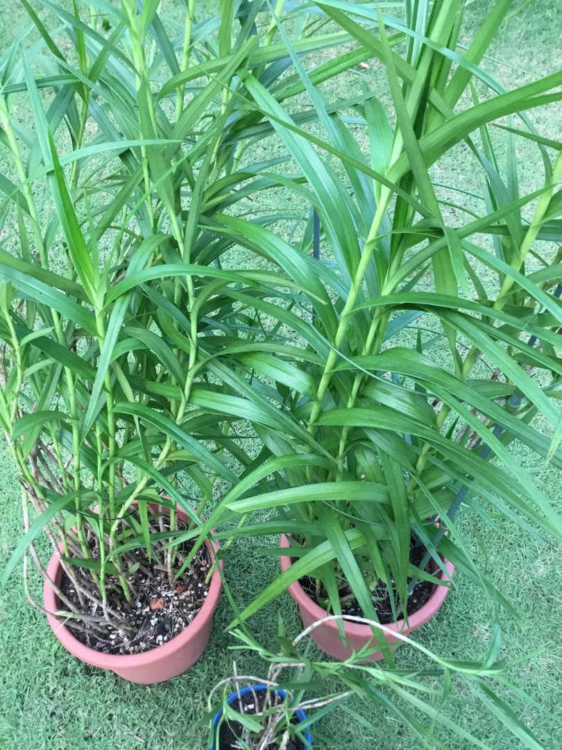 Flowering Bamboo Orchid Plant / Arundina Graminifolia Tall Bushy