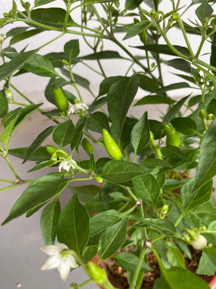 Chilli padi fruiting plant 12 each pot, Furniture & Home Living