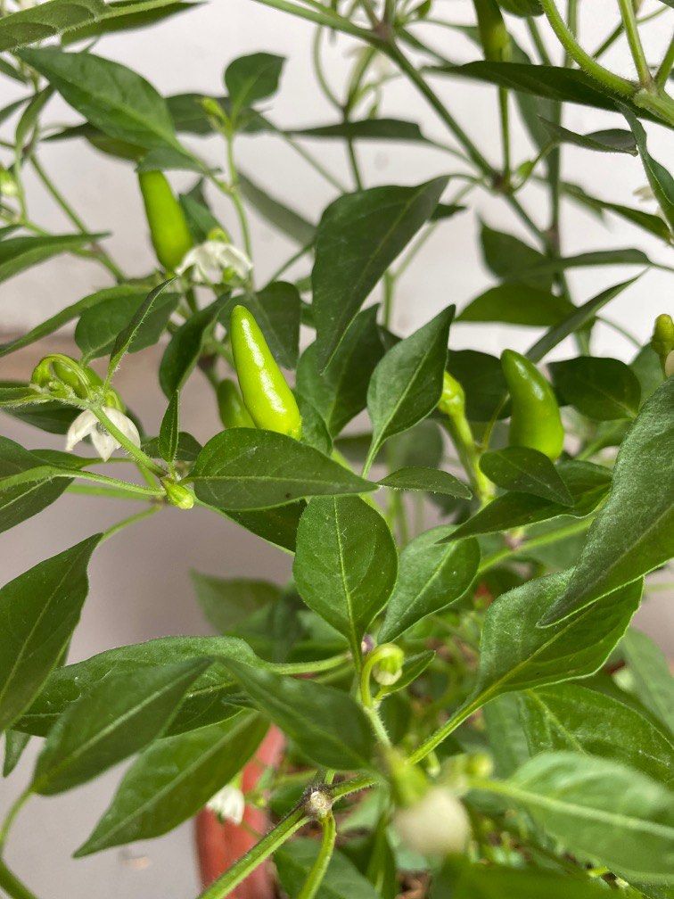 Chilli padi fruiting plant 12 each pot, Furniture & Home Living