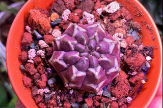 Daydream gymnocalycium cactus ( Thai imported)