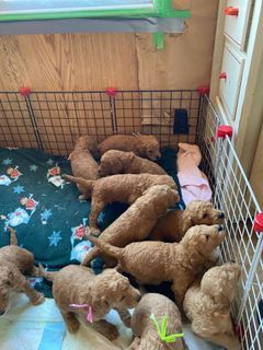 Golden doodle