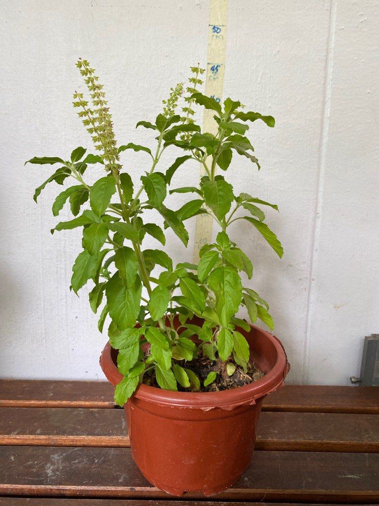 Holy Basil (Herbs) plant, Furniture & Home Living, Gardening, Plants