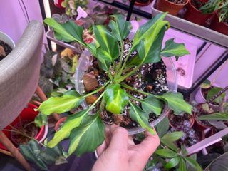 Philodendron Xanadu variegated $48/$68 (Thai imported)