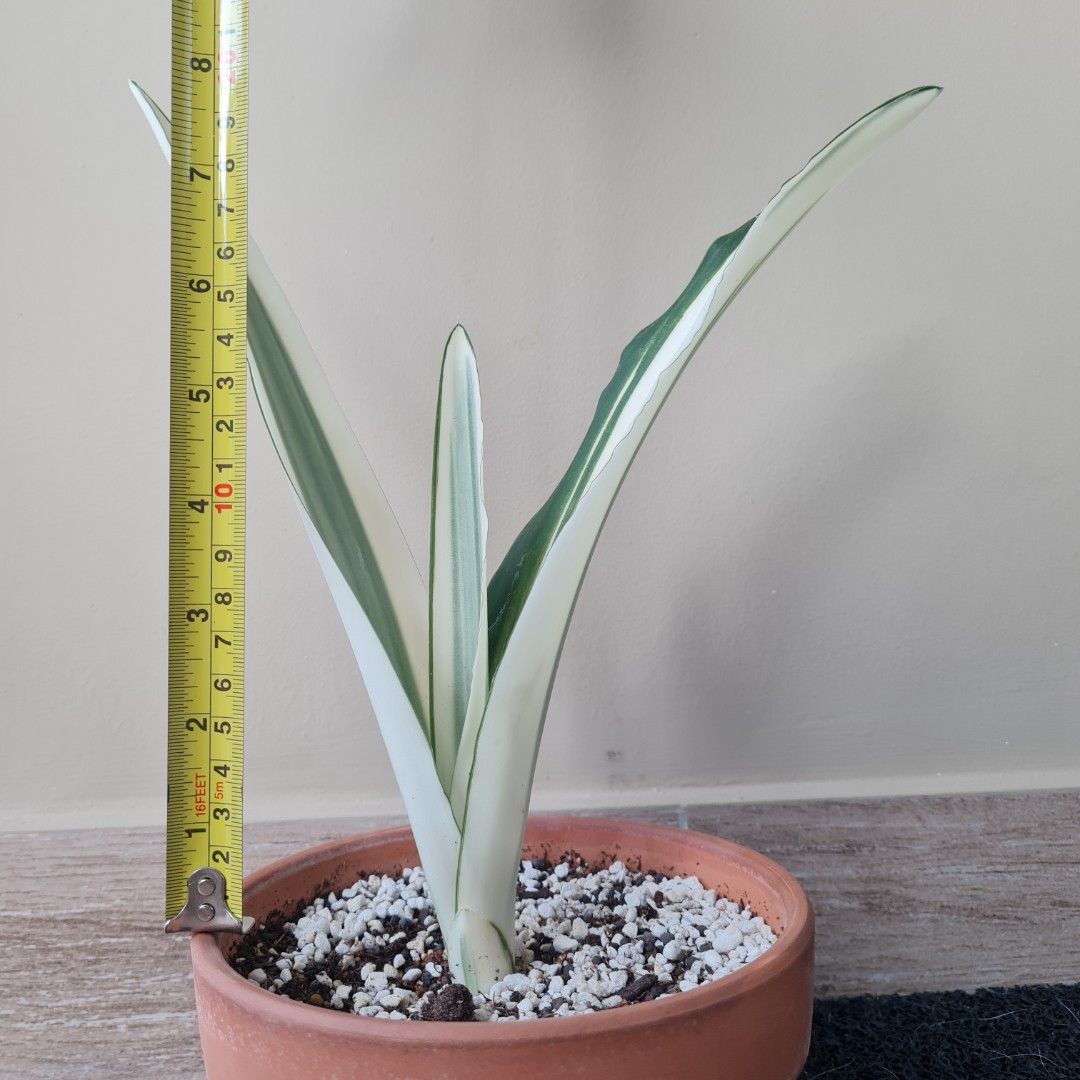 Sansevieria beauty queen (Dracenea guineenses), Furniture & Home Living ...