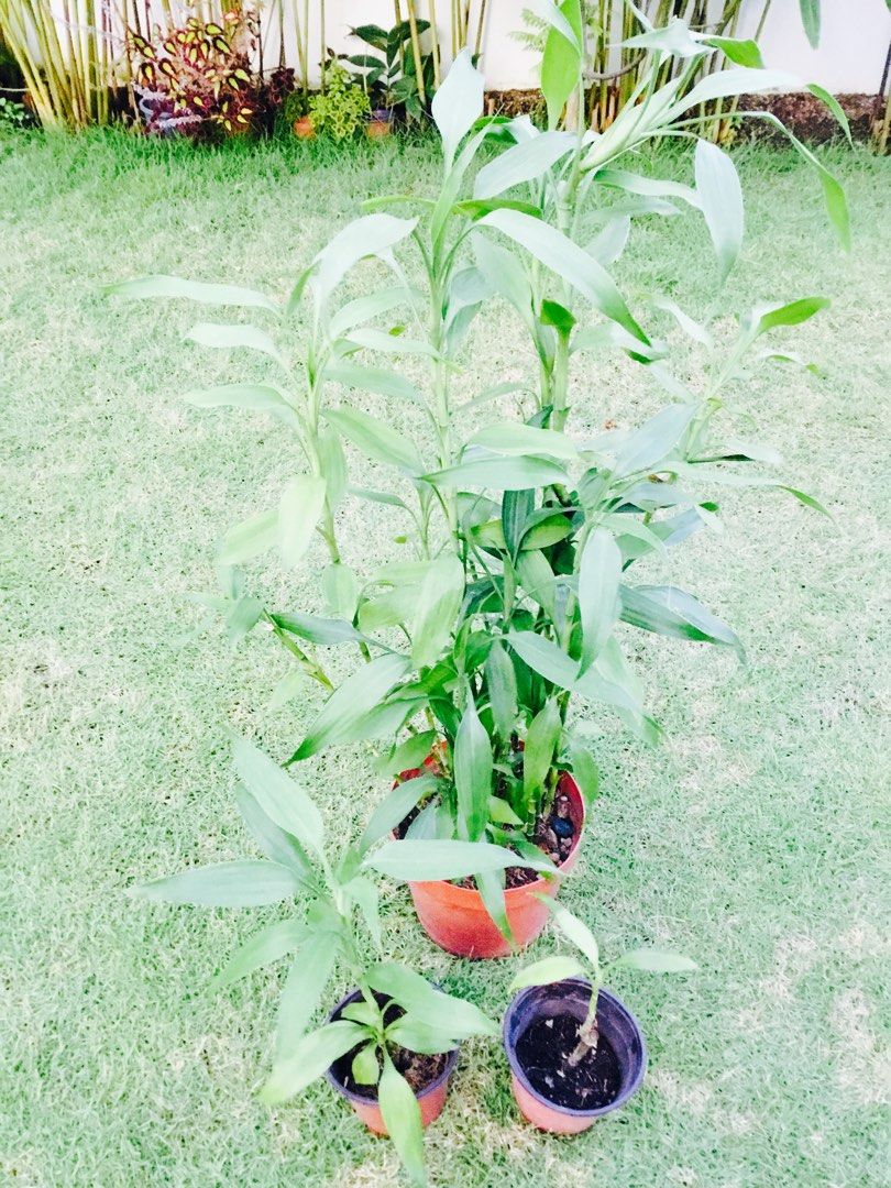 Tall Lucky Bamboo Dracaena Sanderiana /Guan Yin Zhu /Guan Im Bamboo