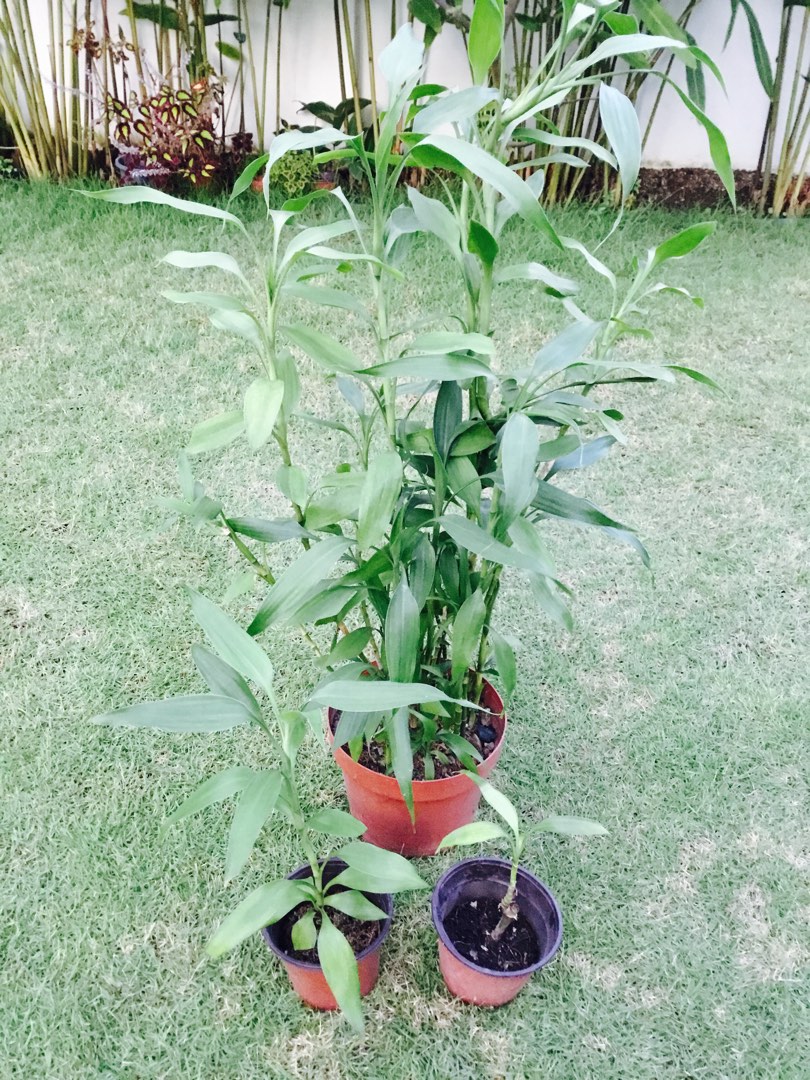 Tall Lucky Bamboo Dracaena Sanderiana /Guan Yin Zhu /Guan Im Bamboo