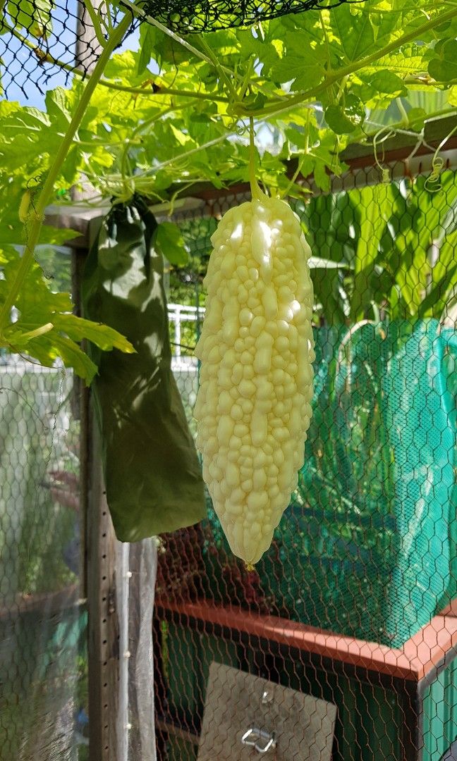 White Bitter gourd and capsicum seedling, Furniture & Home Living