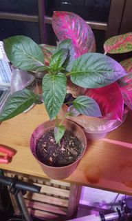 (Category: ) located in . Submitted by tygeret (Listing ID 1199338454, Image 1). Description: .