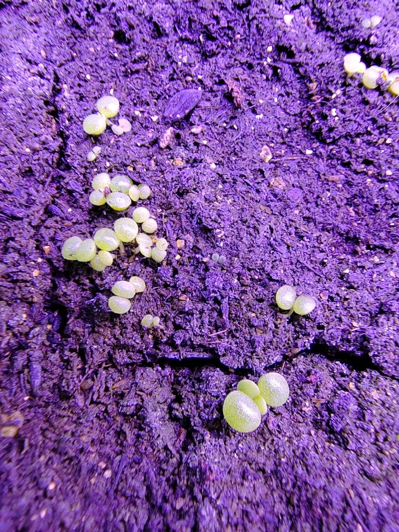 熊童子種子多肉植物 傢俬 家居 園藝 植物及種子 Carousell