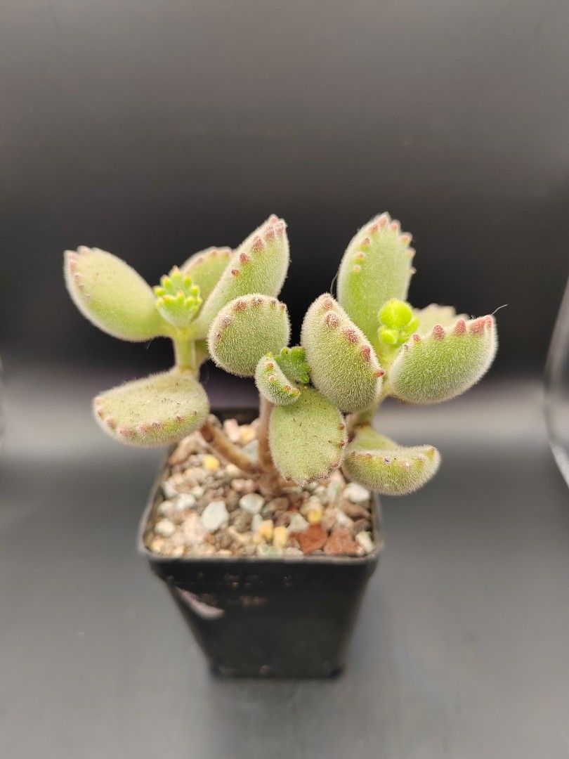 熊童子種子多肉植物 傢俬 家居 園藝 植物及種子 Carousell