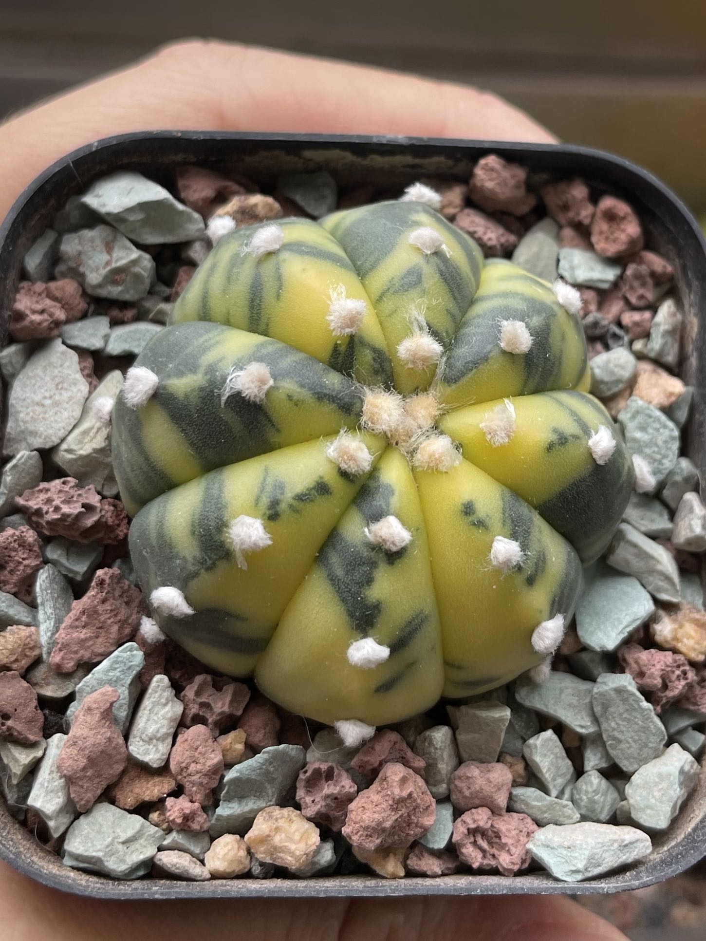 【確認用】アストロフィツム 大疣瑠璃兜 墨斑入り 7稜タイプ 実生 確認用】アストロフィツム 大疣瑠璃兜 墨斑入り 7稜タイプ 実生 大