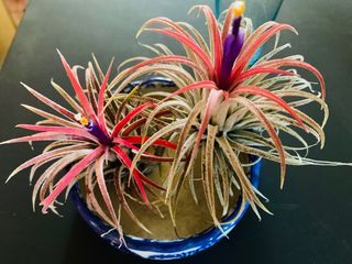 Air plant with free holder