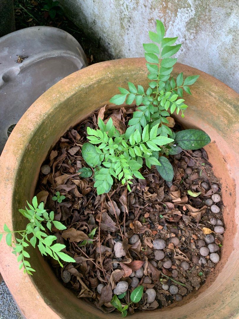Baby curry leaf plants, Furniture & Home Living, Gardening, Plants & Seeds on Carousell