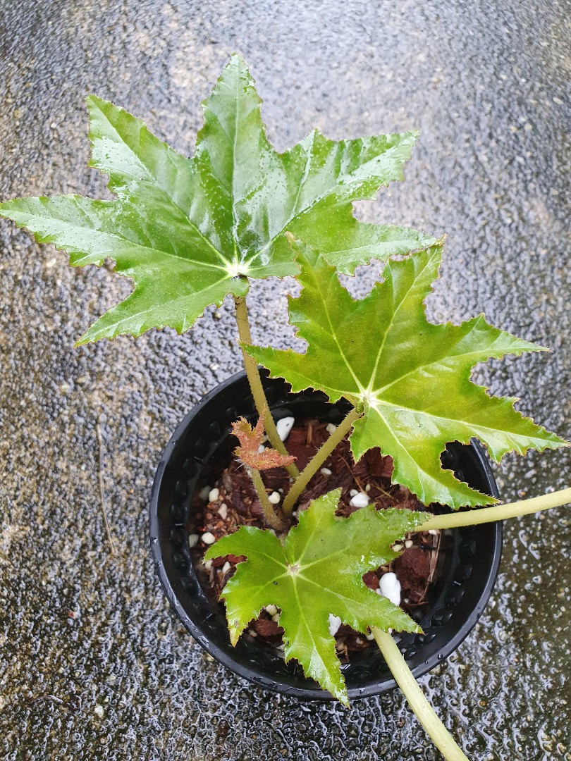 Begonia hybrid, Furniture & Home Living, Gardening, Plants & Seeds on  Carousell