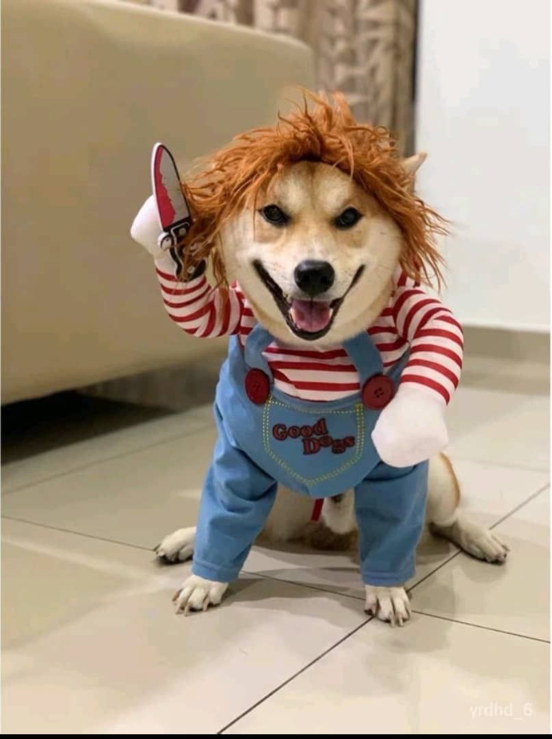 chucky dress for dogs