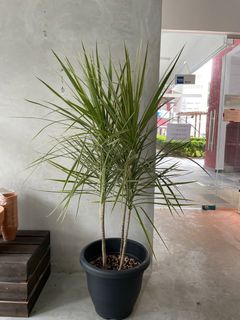 (Category: ) located in . Submitted by 27_Plants (Listing ID 1199499335, Image 1). Description: .