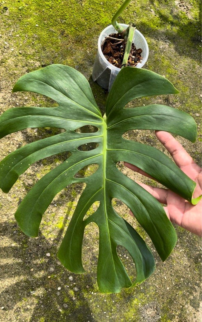 Monstera Brazilian Common Form, Furniture & Home Living, Gardening