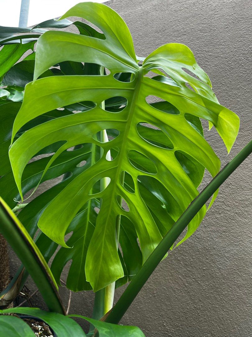 Monstera Brazilian Common Form, Furniture & Home Living, Gardening