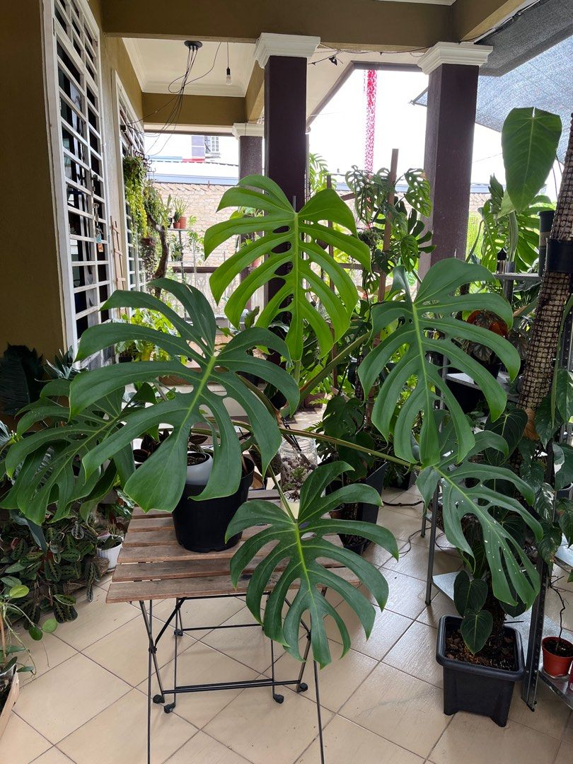 Monstera Brazilian Common Form, Furniture & Home Living, Gardening