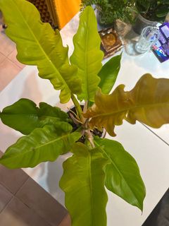 （分類：）位於 。 由 Faddyw0122 提交（商品編號 1199583537，圖片 1）。簡介： 。