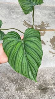 (Category: ) located in . Submitted by herplants (Listing ID 1199445797, Image 1). Description: .