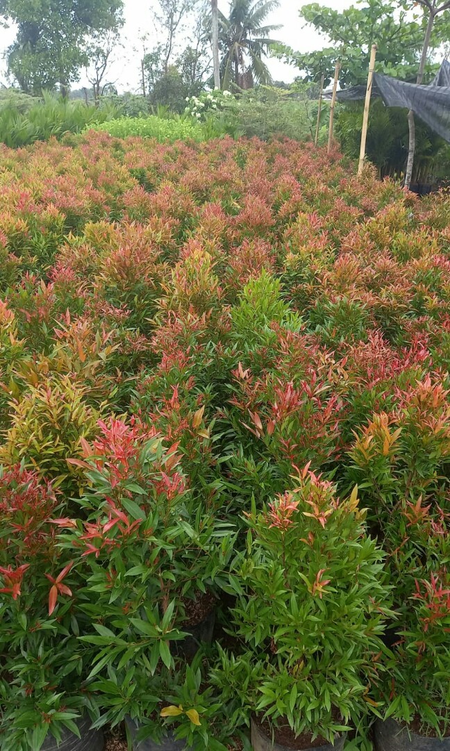 Pohon pucuk merah, Perkebunan di Carousell