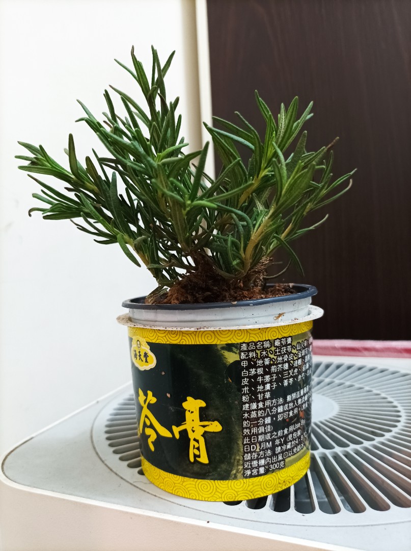 Rosemary迷迭香盆栽 可食用香草植物 味道清香 傢俬 家居 園藝 盆栽 Carousell