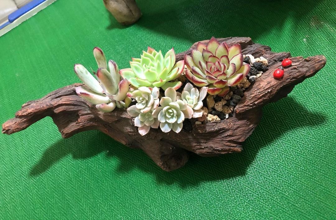 S6 - Exotic Succulents In Wooden Pot, Furniture & Home Living, Gardening,  Plants & Seeds On Carousell