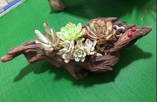 (Category: ) located in . Submitted by leplantcreation (Listing ID 1199512409, Image 1). Description: .