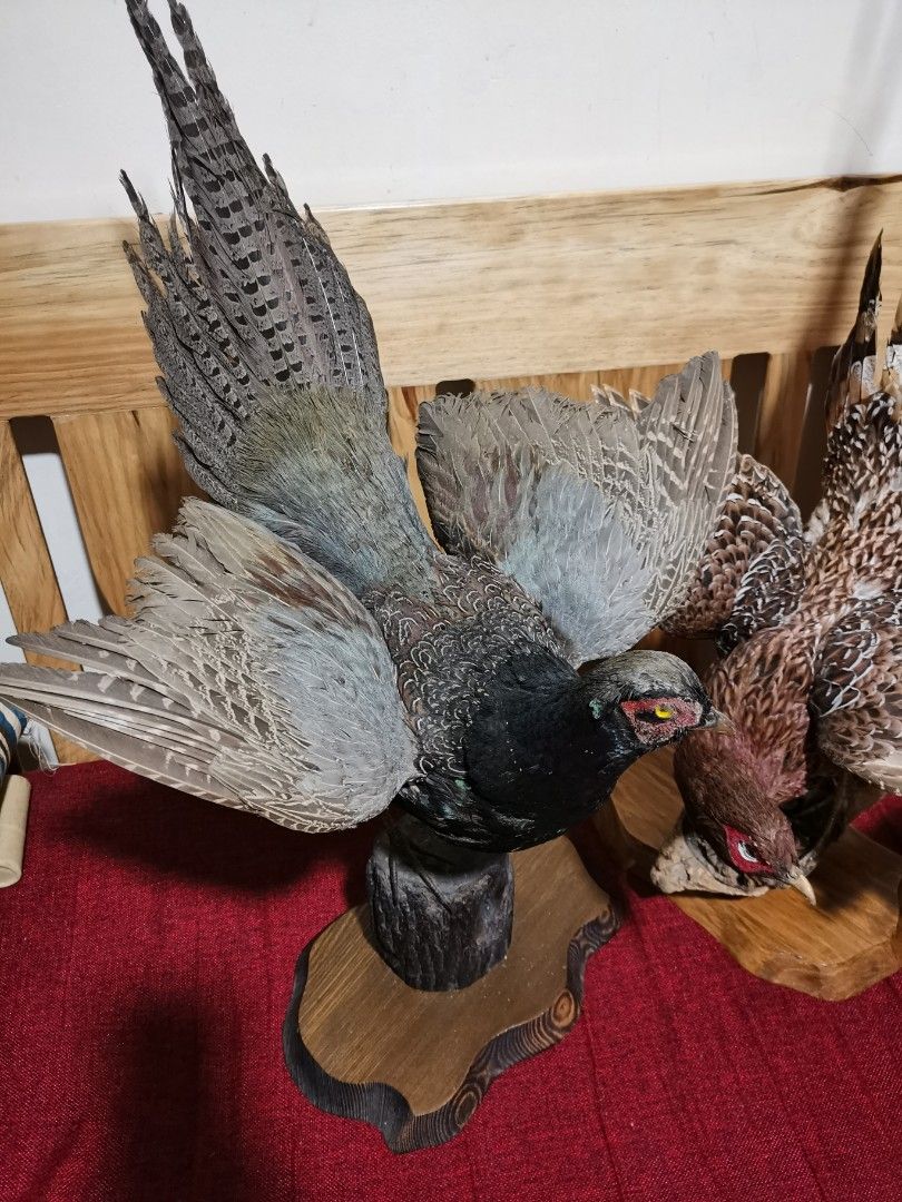 taxidermy pheasant bird (Category: Coats, Jackets and Outerwear) located in Baguio. Submitted by queenlyne_vintage_rare_finds (Listing ID 1199605545, Image 2). Description: .