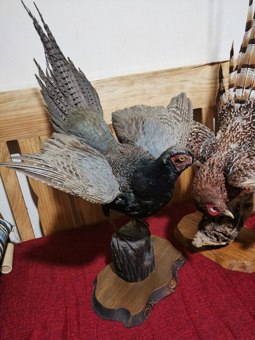 taxidermy pheasant bird (Category: Coats, Jackets and Outerwear) located in Baguio. Submitted by queenlyne_vintage_rare_finds (Listing ID 1199605545, Image 1). Description: .
