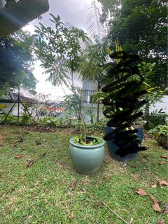 (Category: ) located in . Submitted by helenayay (Listing ID 1199675972, Image 1). Description: .