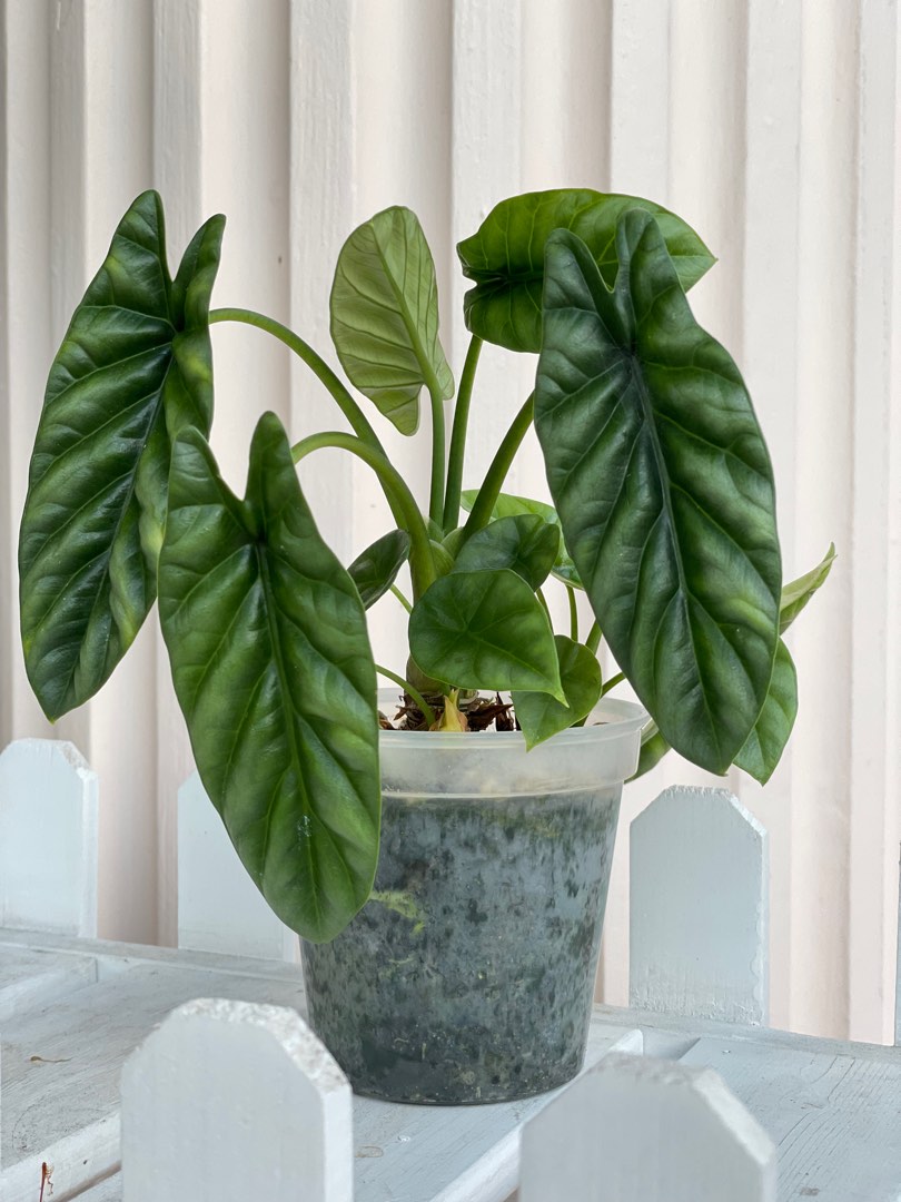 Alocasia Sinuata, Furniture & Home Living, Gardening, Plants & Seeds on ...