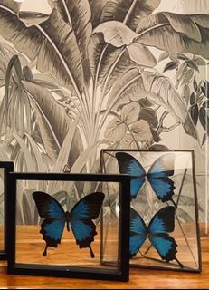 Blue butterfly with glass frame