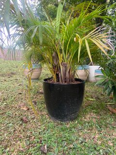 (Category: ) located in . Submitted by helenayay (Listing ID 1199675083, Image 1). Description: .