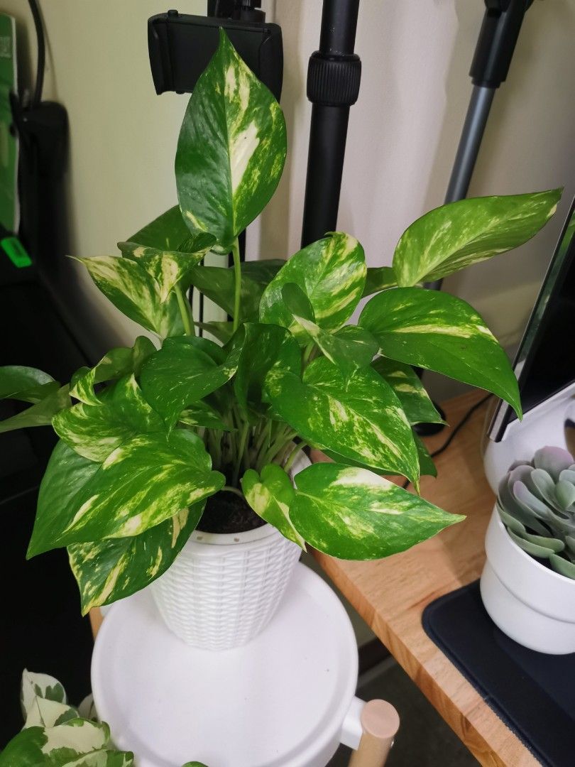Low maintenance indoor plants golden pothos, neon pothos, jade and
