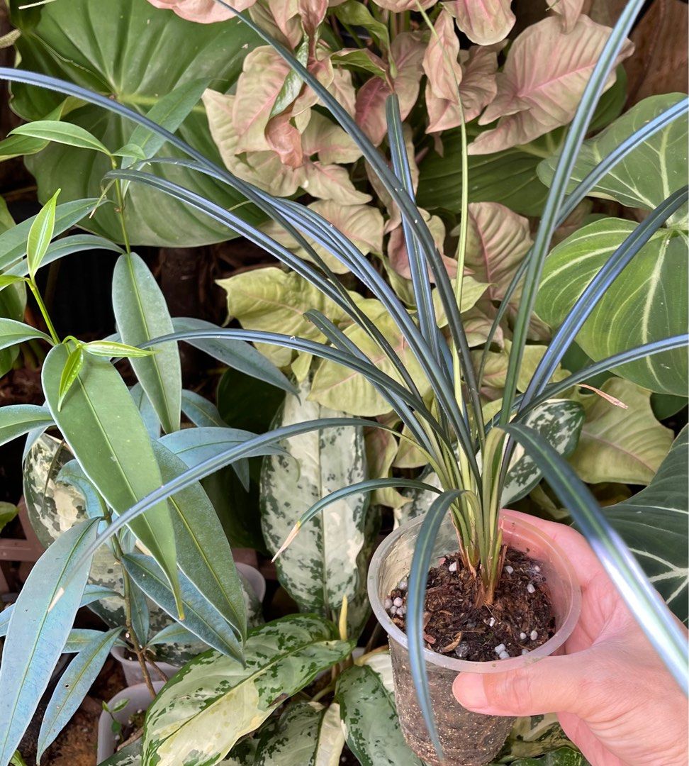 Mapania Caudata, Furniture & Home Living, Gardening, Plants & Seeds on