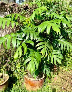 Monstera Deliciosa Swiss Cheese Plant - looking for a home
